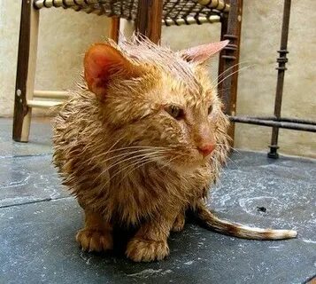 Драный кот
