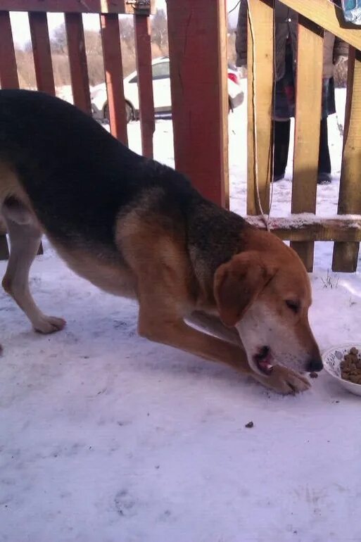 Русская гончая черноспинная. Гончая потеряшка. Найдена собака гончая. Хюгенхунд. Найдена собака гончая.