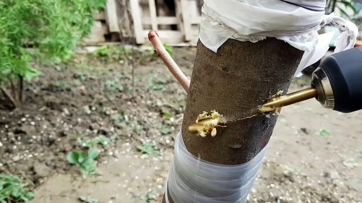 Лучший способ прививки деревьев. Привой яблони. прививка плодовых деревьев. прививка деревьев сверлением. прививка яблонь дрелью.