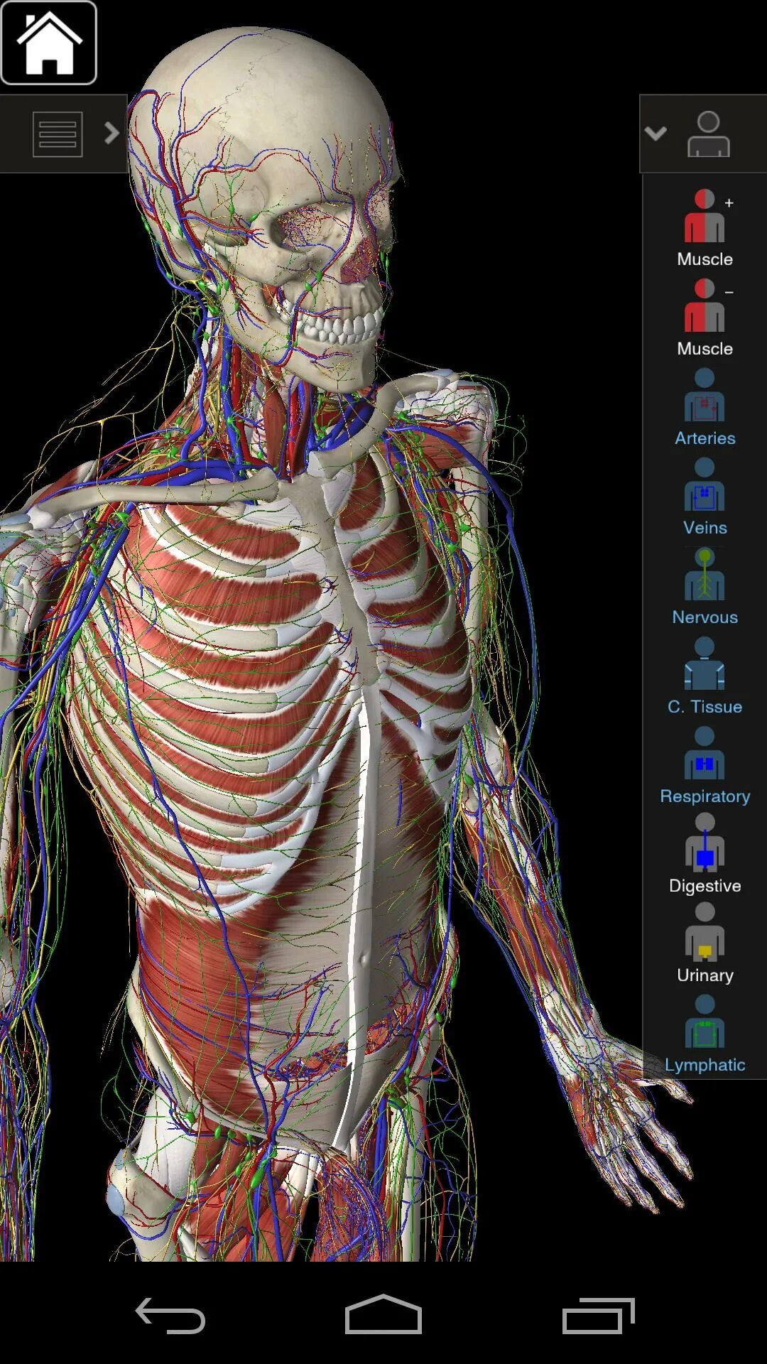 Приложения для изучения анатомии. 3d программа анатомия android. приложения по анатомии. 3d анатомия человека приложение.