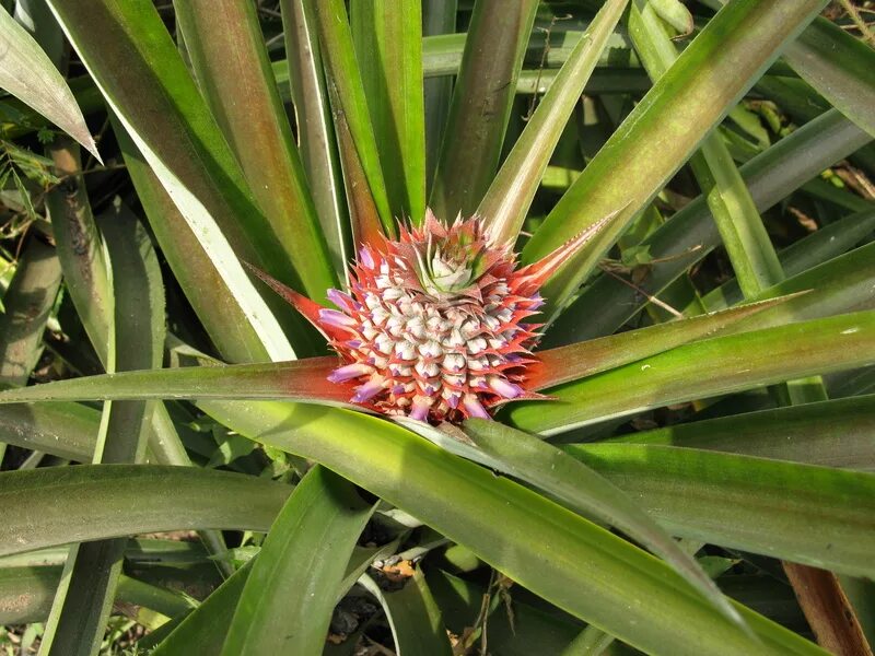 Бромелия Ананасовая. Ананас Комосус. Bromelia ананас. Ананас Бромелиевые цветение. Ананас покрытосеменные растения бромелиевые ананас