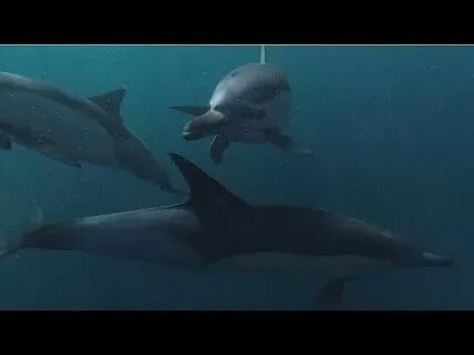 Музыка дельфины видео