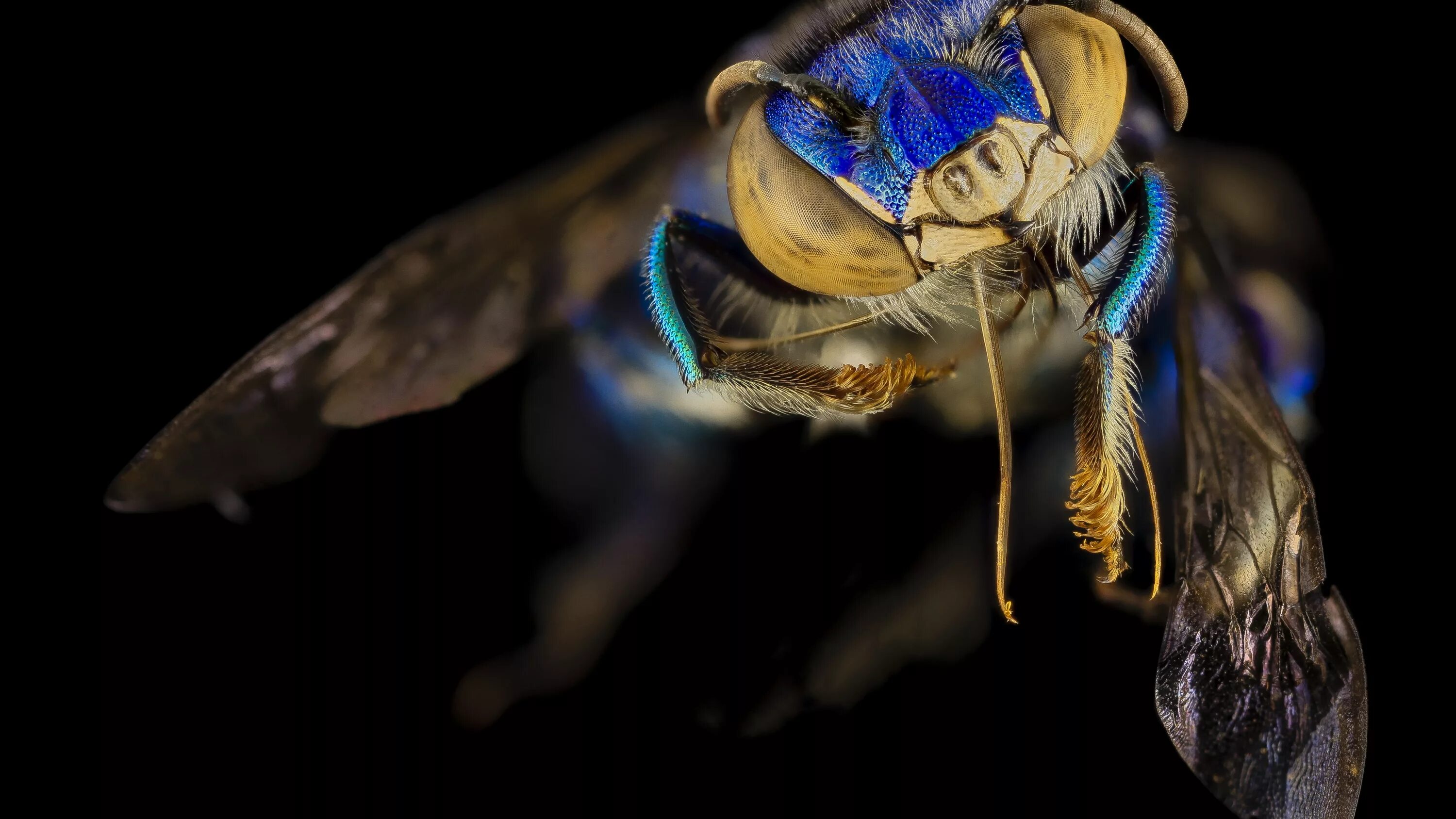 Рабочий стол fly. Эуглосса пчела. Синяя пчела. Пчела макро. Пчела Макросъемка.