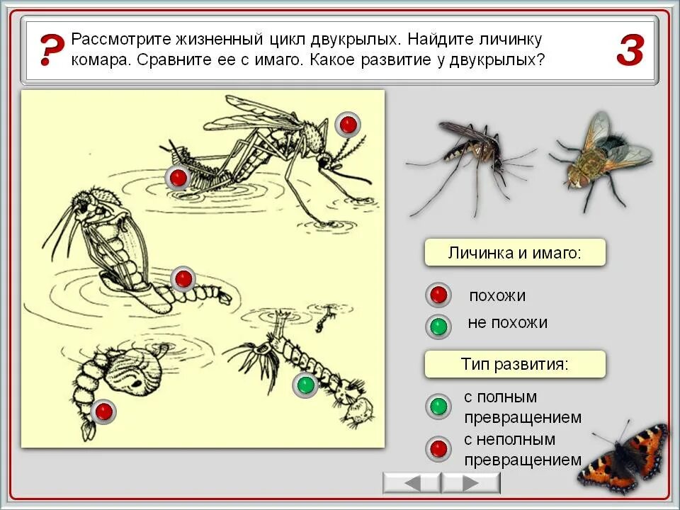 Цикл развития двукрылых. Цикл развития двукрылых насекомых. Личинки двукрылых. Развитие насекомых лабораторная работа.