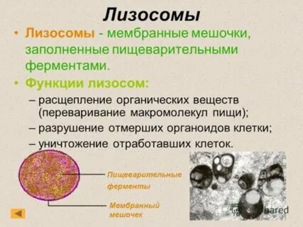 Какова роль лизосом