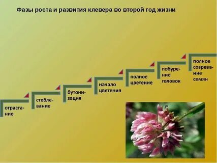 Клевер ползучий систематическая группа