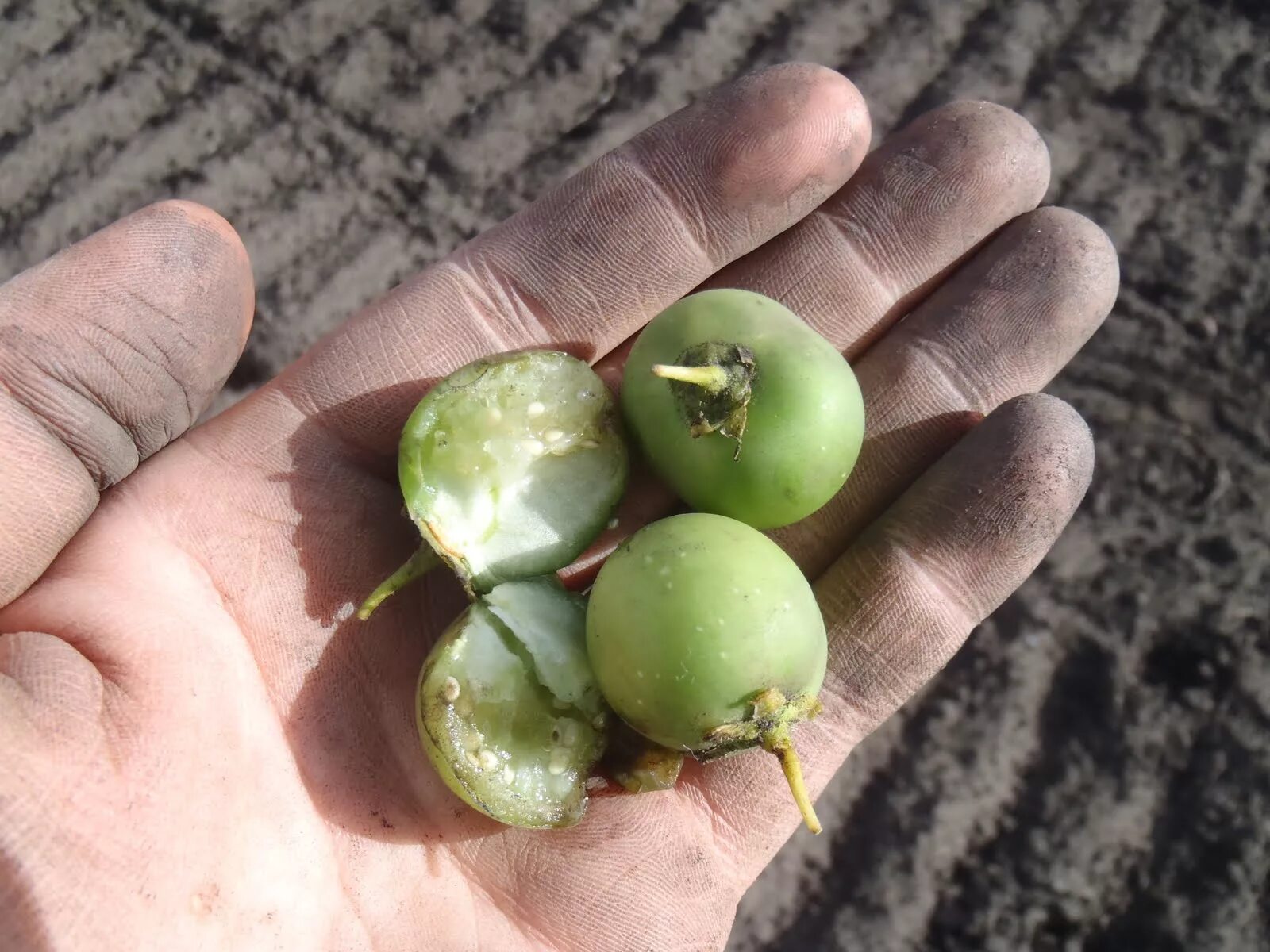 Poisonous potato update. Воаванга. Воаванга фрукт Вангерия. Фото Давидсония фрукта.