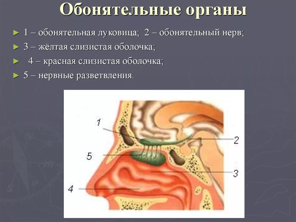 Обонятельная зона расположена. Обонятельный нерв анализатор. Обонятельный анализатор Рецептор нерв. Строение носа обонятельные рецепторы. Обонятельный анализатор нос.