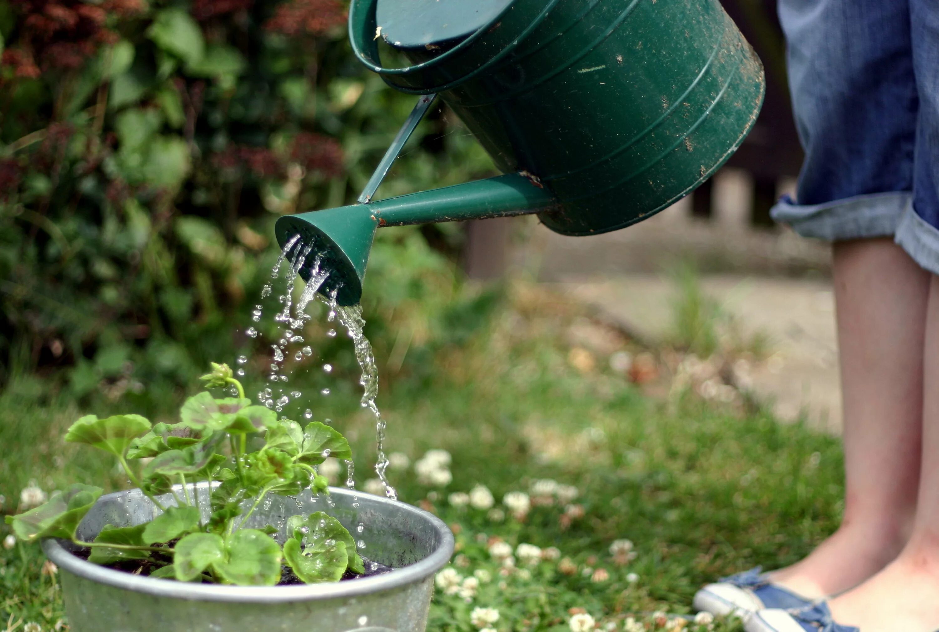 We were watering the plants