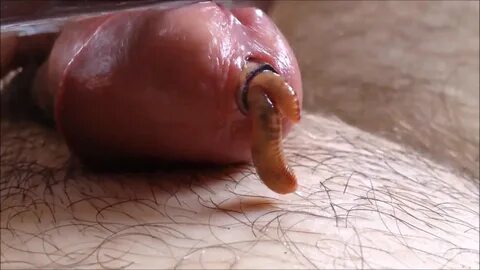 Watch worms in cock on ThisVid, the HD tube site with a largest gay fetish ...