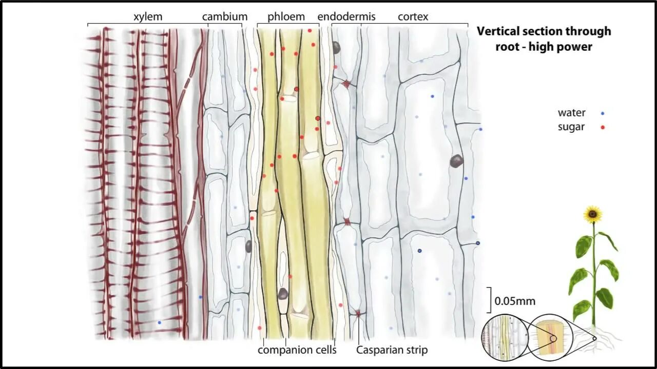 Xylem and phloem. Ксилема и флоэма. Флоэма у растений. Ксилема и флоэма у растений. Клетки ксилемы и флоэмы