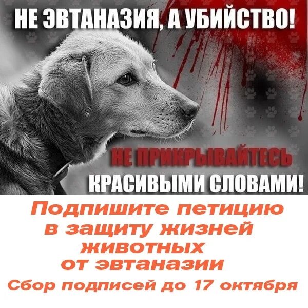Против эвтаназии животных. Против эвтаназии бездомных животных. плакаты зоозащитников. против эвтаназии животных картинки. эвтаназия митинги.