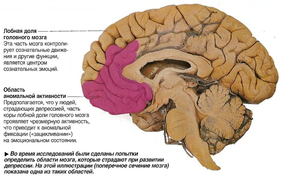 Передние лобные доли мозга. Медиобазальные отделы коры лобных долей мозга. Строение лобной доли головного мозга.