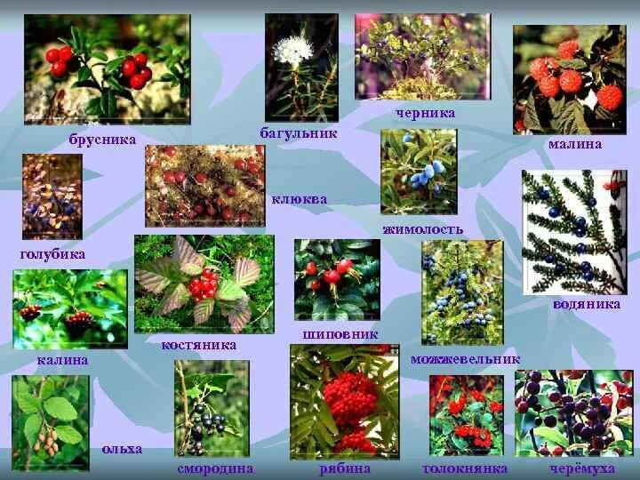 Растительный мир нашего края. Растительный мир родного края. Лекарственные растения краснодарского края. Все растения нашего края. Какие растения нашего края.