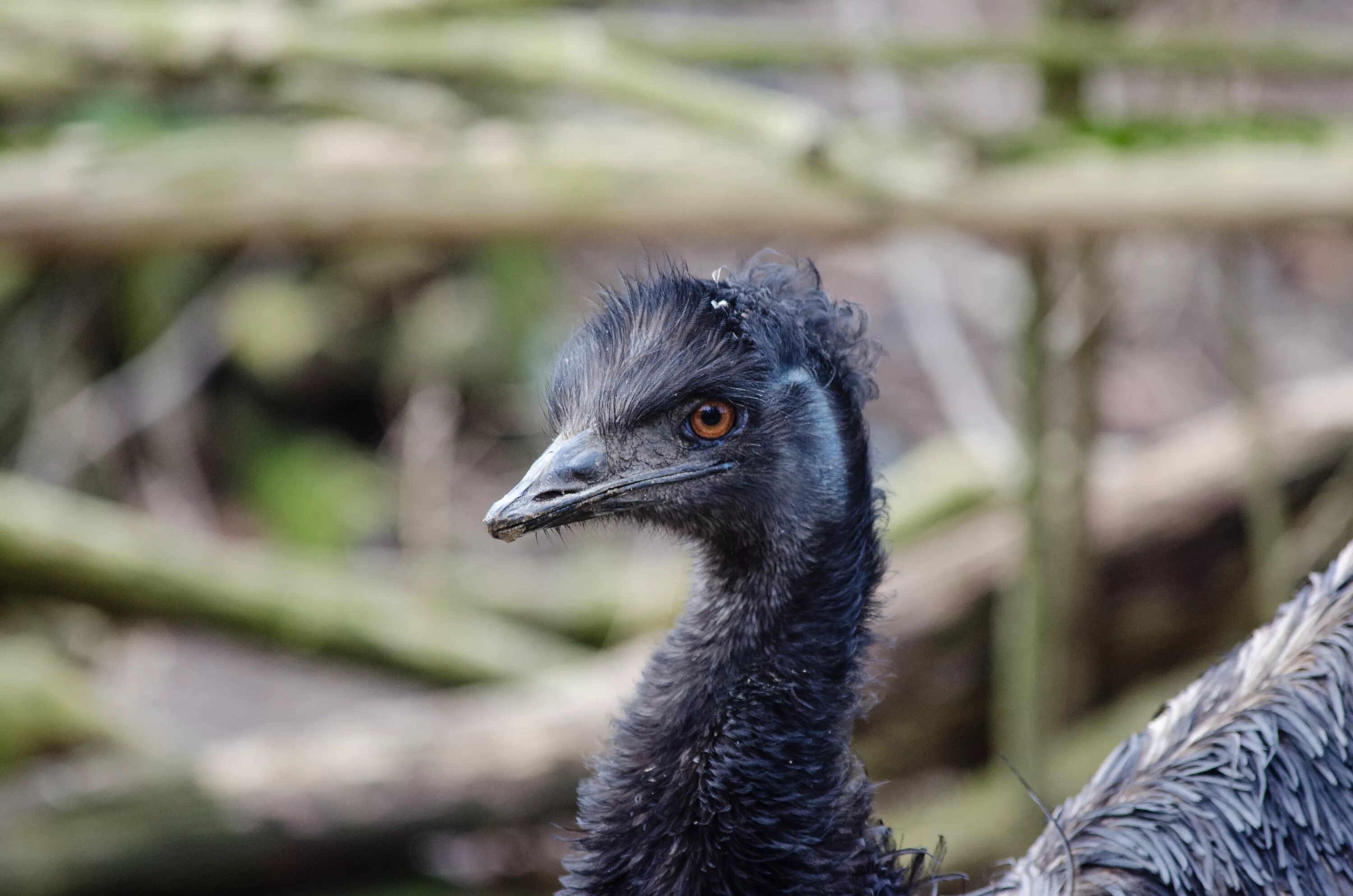 Родич эму 6 букв. Шлемоносный казуар австралии. Казуар в австралии. Родич эму 6 букв. Dromaius sivalensis.