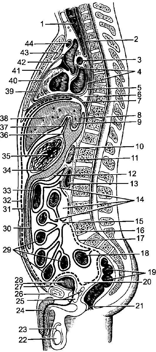 Какие железы расположены в брюшной полости. Сагиттальный срез брюшины. Ход брюшины анатомия. Ход брюшины анатомия схема. Ход брюшины на сагиттальном распиле схема.