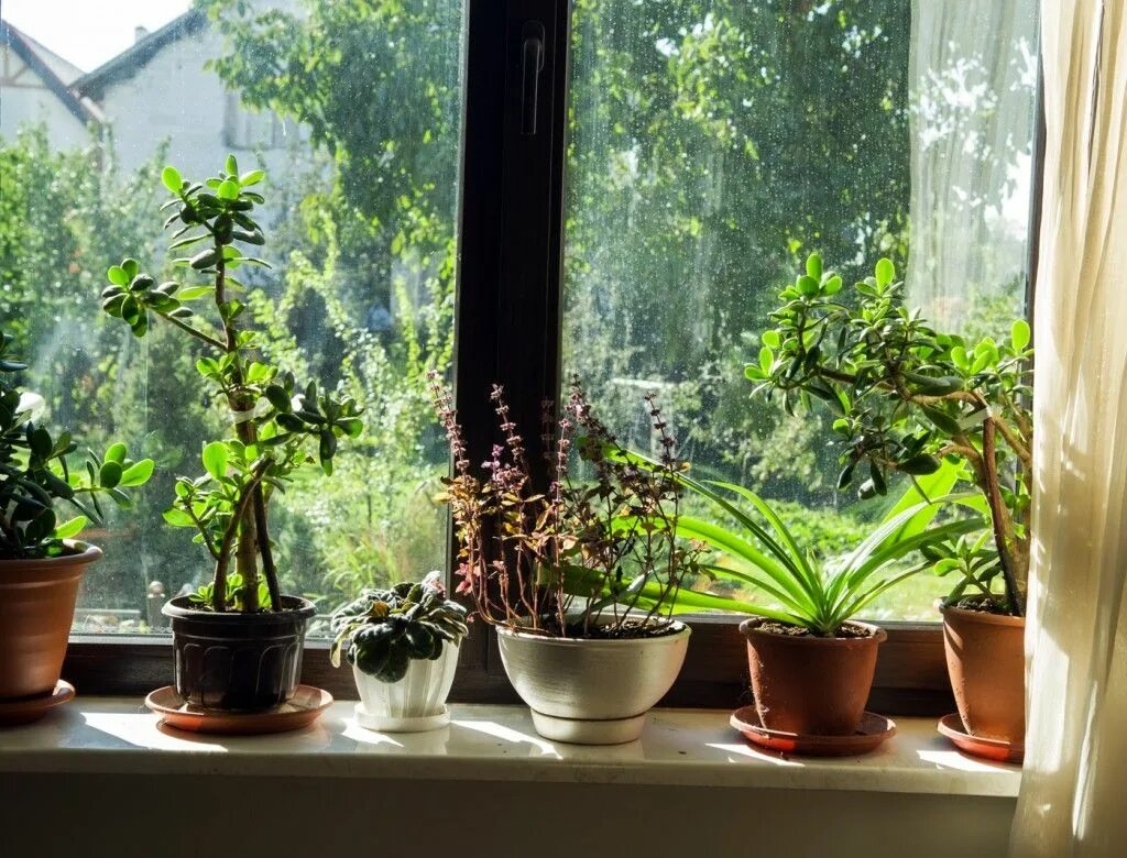 Комнатные растения на окне. Цветы на подоконнике. Растения для Южного окна. Домашние цветы на подоконнике.
