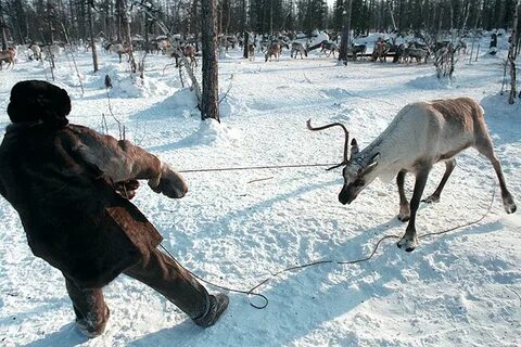 Медведь тащит оленя