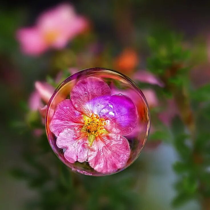 Мыльные пузыри и цветы. Цветок в пузыре. Цветы в пузырьках. Мыльные пузыри на цветах. Цветы бабл
