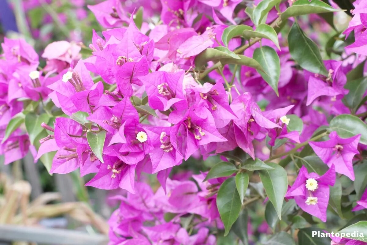 Бугенвилии. Бугенвиллия glabra. Бугенвиллия Brasiliensis. Бугенвиллия (Bougainvillea). Бугенвиллия розовая.