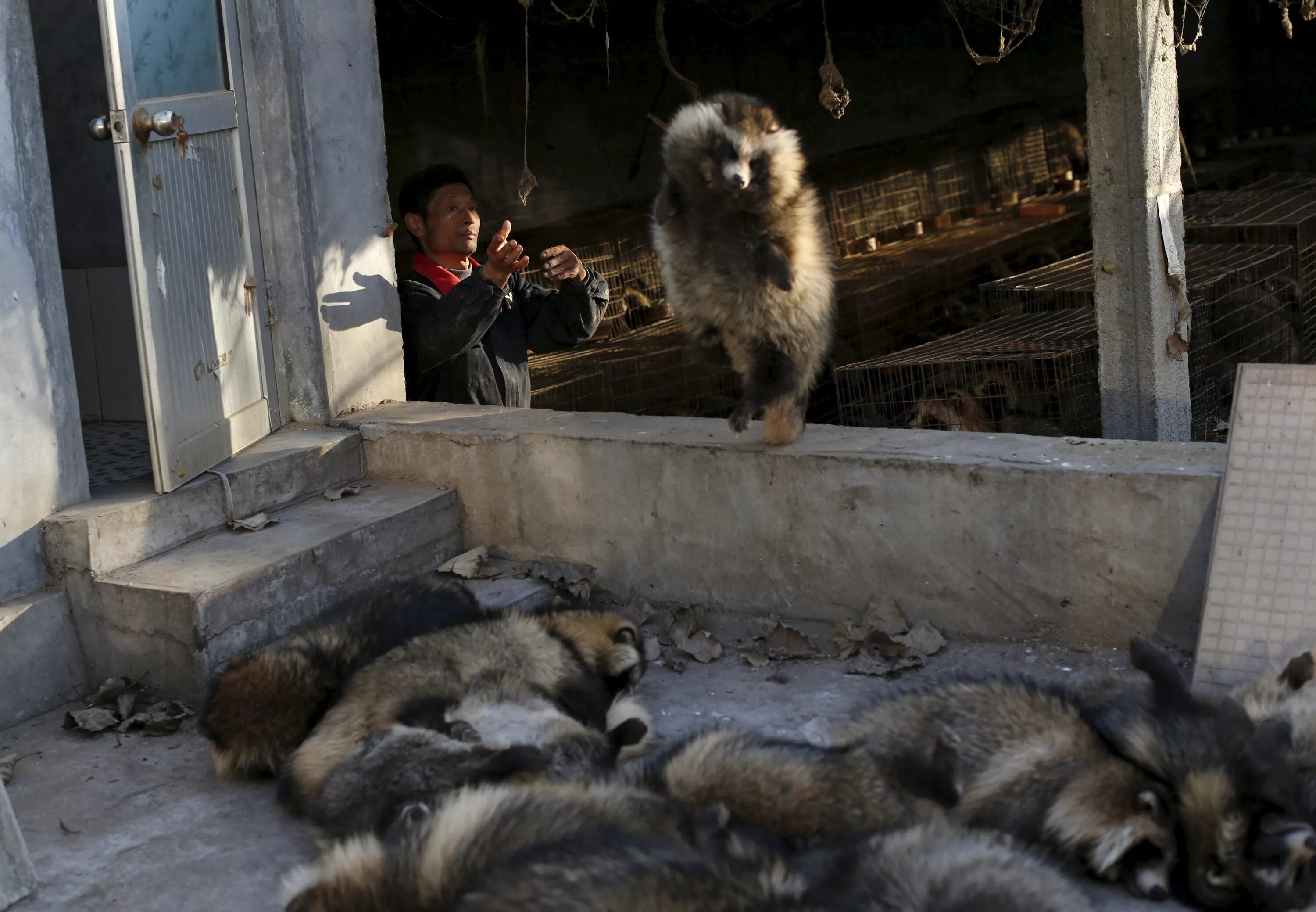 Как снимать норку. Ферма норок. Как снимать норку. Меховые изделия. Звероферма максютово.