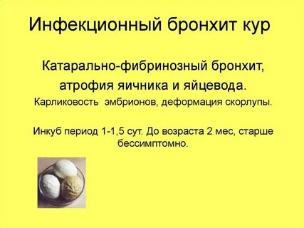 Инфекционный бронхит