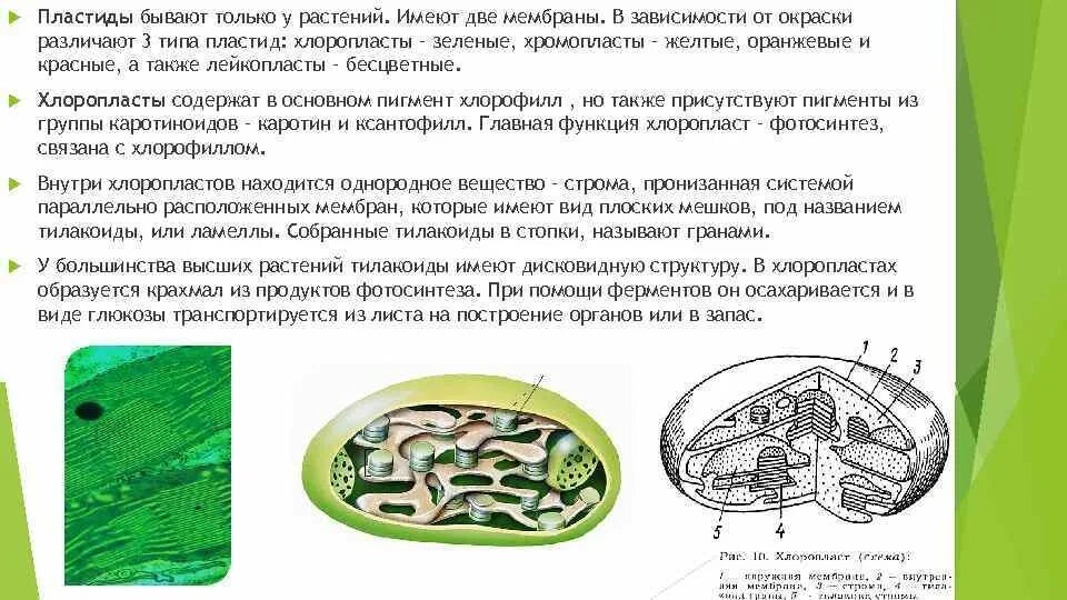 Хлоропласты содержат пигменты. Строение хлоропласта. Хлоропласты в растительной клетке. Хлоропласты функции.