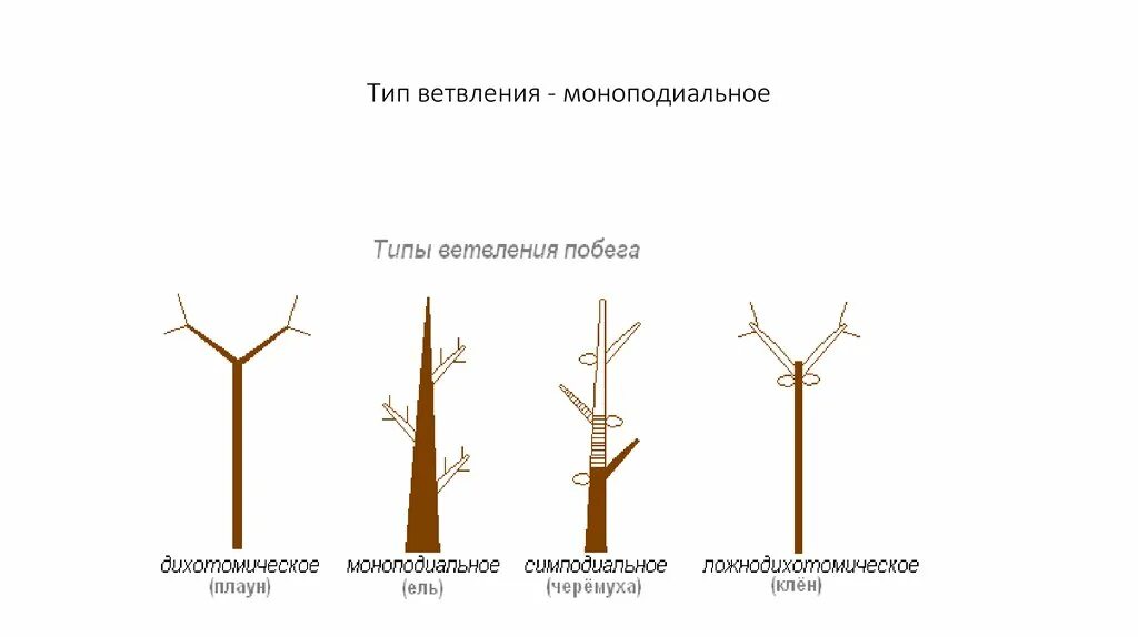 Типы нарастания. Моноподиальное ветвление побега и симподиальное. Ложнодихотомическое ветвление побегов. Тип ветвления у яблони. Моноподиальное Тип ветвление побегов.