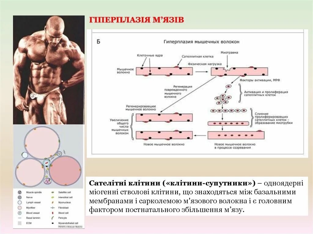 Наибольшая гипертрофия мышц наблюдается при нагрузках. Гиперплазия мышечных волокон. саркоплазматическая гипертрофия мышечных волокон. миофибриллярная гипертрофия. гипертрофия и гиперплазия мышечных волокон.