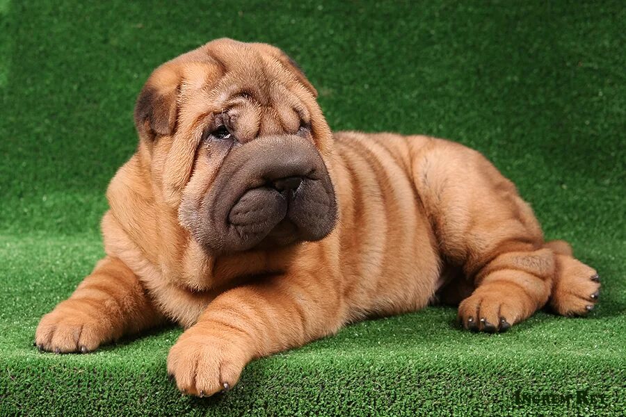 порода шарпей. шарпей медвежка. шарпей щенок. чистокровный шарпей. американский шарпей.