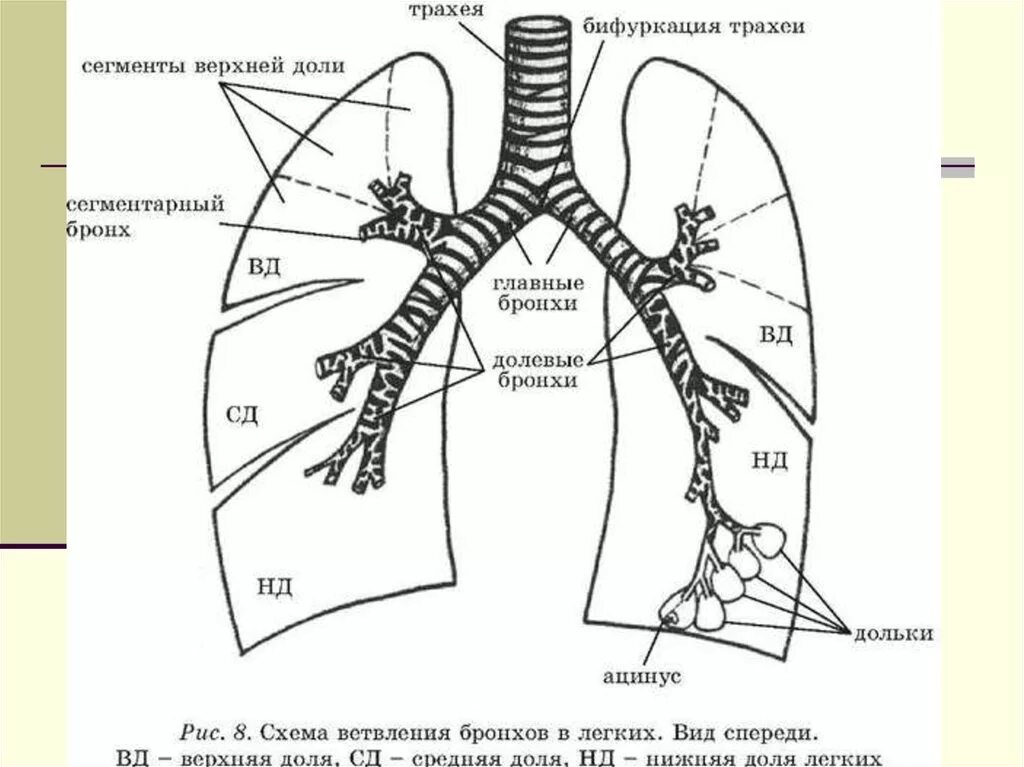 Бронхи строение бронхиальное дерево. Ветвление бронхов в лёгких схема. Бронхи трахеи легкие схема. Бронхи правого легкого анатомия. Бронхиальное дерево легких