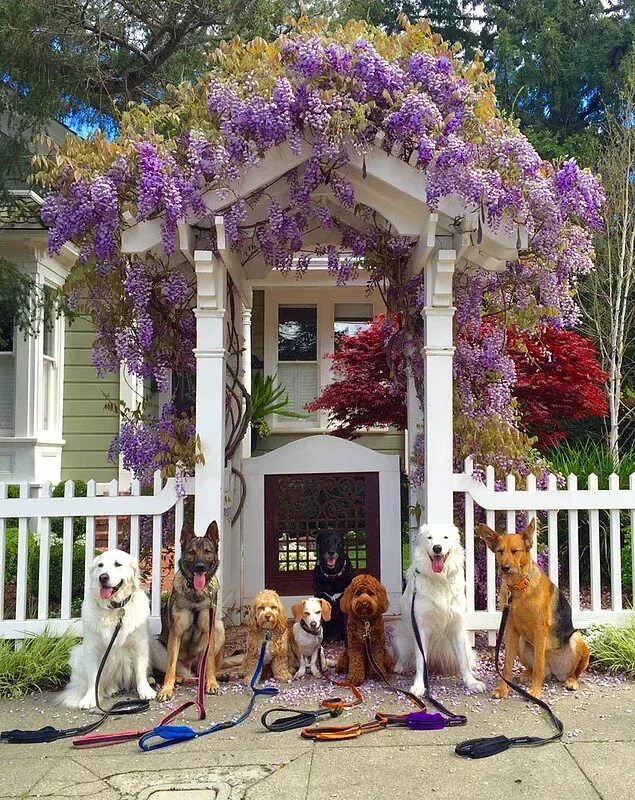 Включи дом собаки. Домик для домашней собаки. Красивый дом для собаки. Собака во дворе. Шикарный дом для собаки.