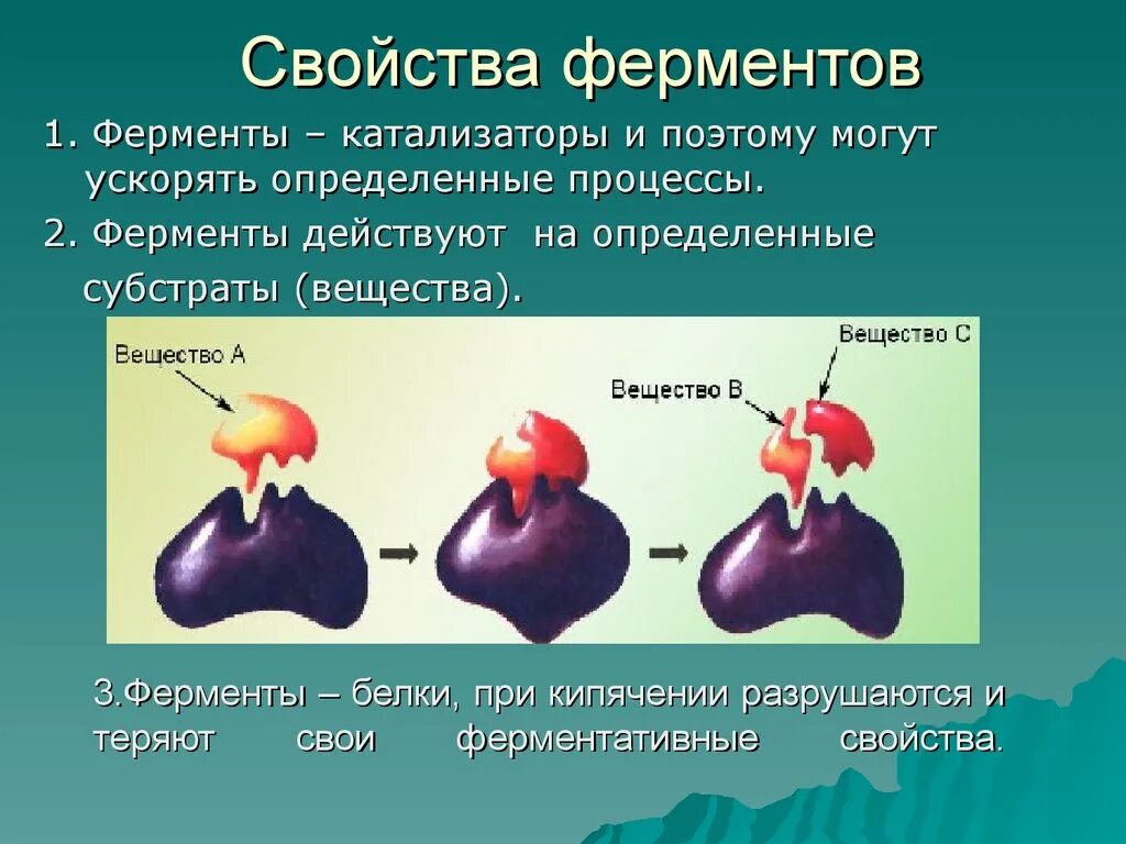 2 группы ферментов