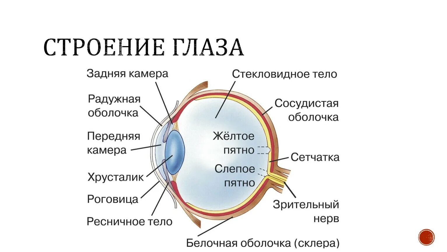 Глаз окружение. Строение глаза. Наружное строение глаза. Зрение строение глаза. Внутреннее строение глаза.