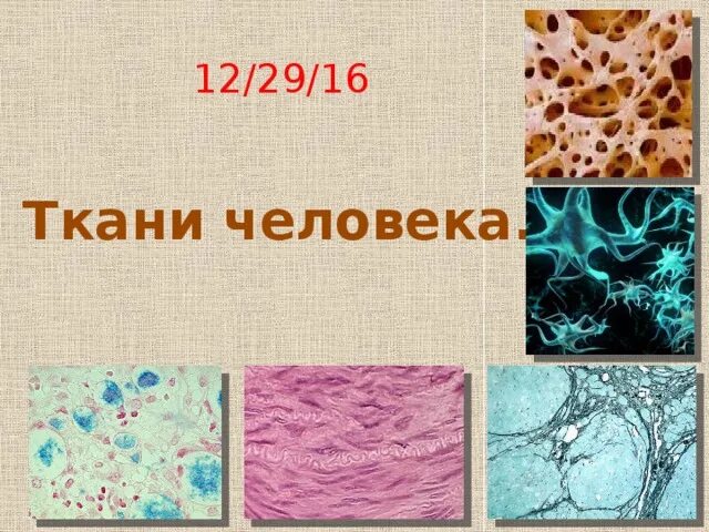 Ткани человека. Типы тканей человека. Ткани человека картинки. Основное группа ткани человека