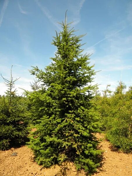 Пихта вырасти дерево. Сеянцы пихты сибирской. Дуглас дерево. Псевдотсуга (ель дугласа). Набор вырасти дерево пихта.