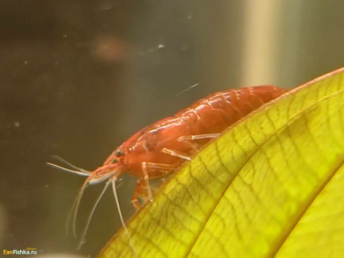 Почему умерли креветки. Серые креветки. Почему умерли креветки. Болезни креветок неокардин. Креветки фильтраторы спариваются.