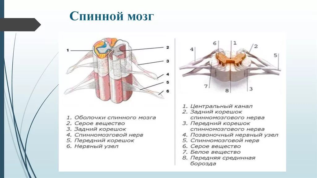 Строение спинного мозга животных. Строение спинного мозга подписать. Рефлектор анатомия. Строение спинного мозга животных. Сегментарные центры моста.