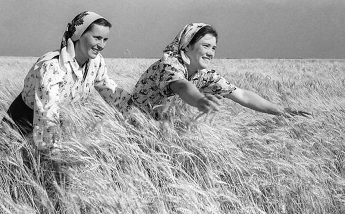 Сбор урожая 19 век. Год урожая 1952. Год урожая 1952. Советские школьники на картошке. Детский труд в ссср.
