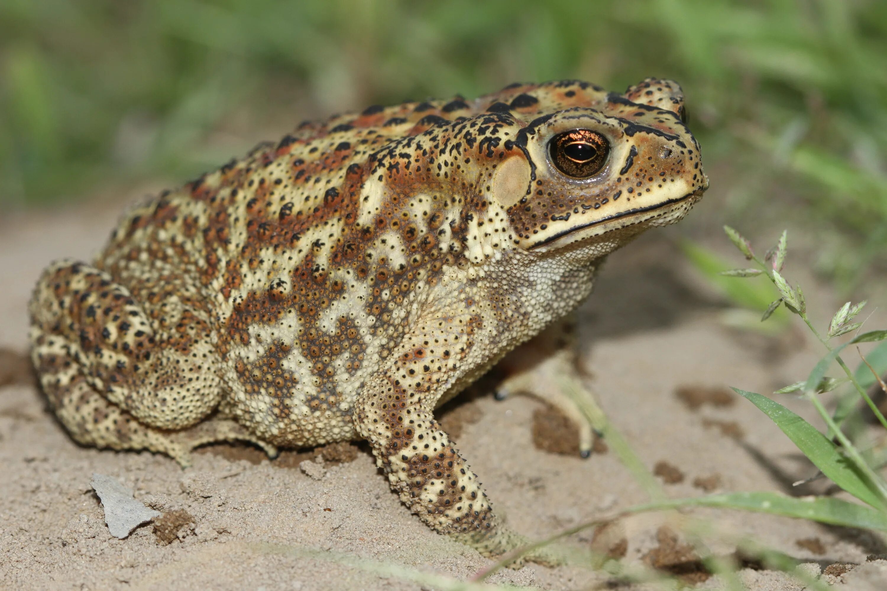 Обыкновенная жаба (bufo bufo). Обыкновенная серая жаба. Обыкновенная серая лягушка. Жаба буфо буфо. Серая жаба самая крупная жаба европы.