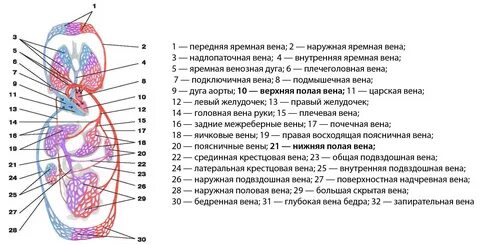 Половая вена