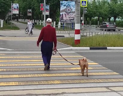 Какой штраф если собака без намордника