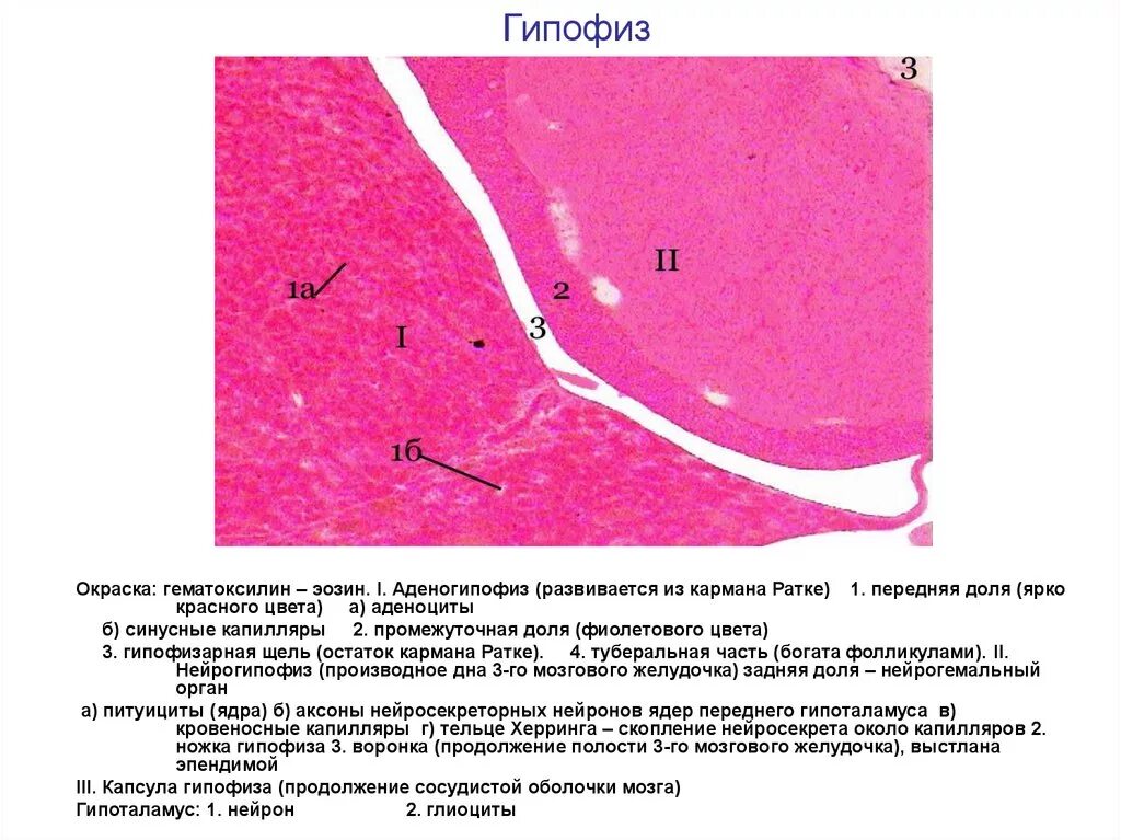 Гипофиз гистологический препарат. Гипофиз гематоксилин эозин препарат. Гипофиз человека гистология препарат. Гипофиз по Маллори препарат гистология.