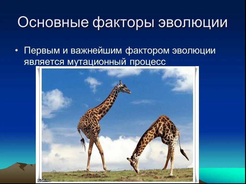 Тест по теме факторы эволюции. Мутационный процесс это в биологии. факторы эволюции. эволюция биология 11 класс. факторы эволюции животных.