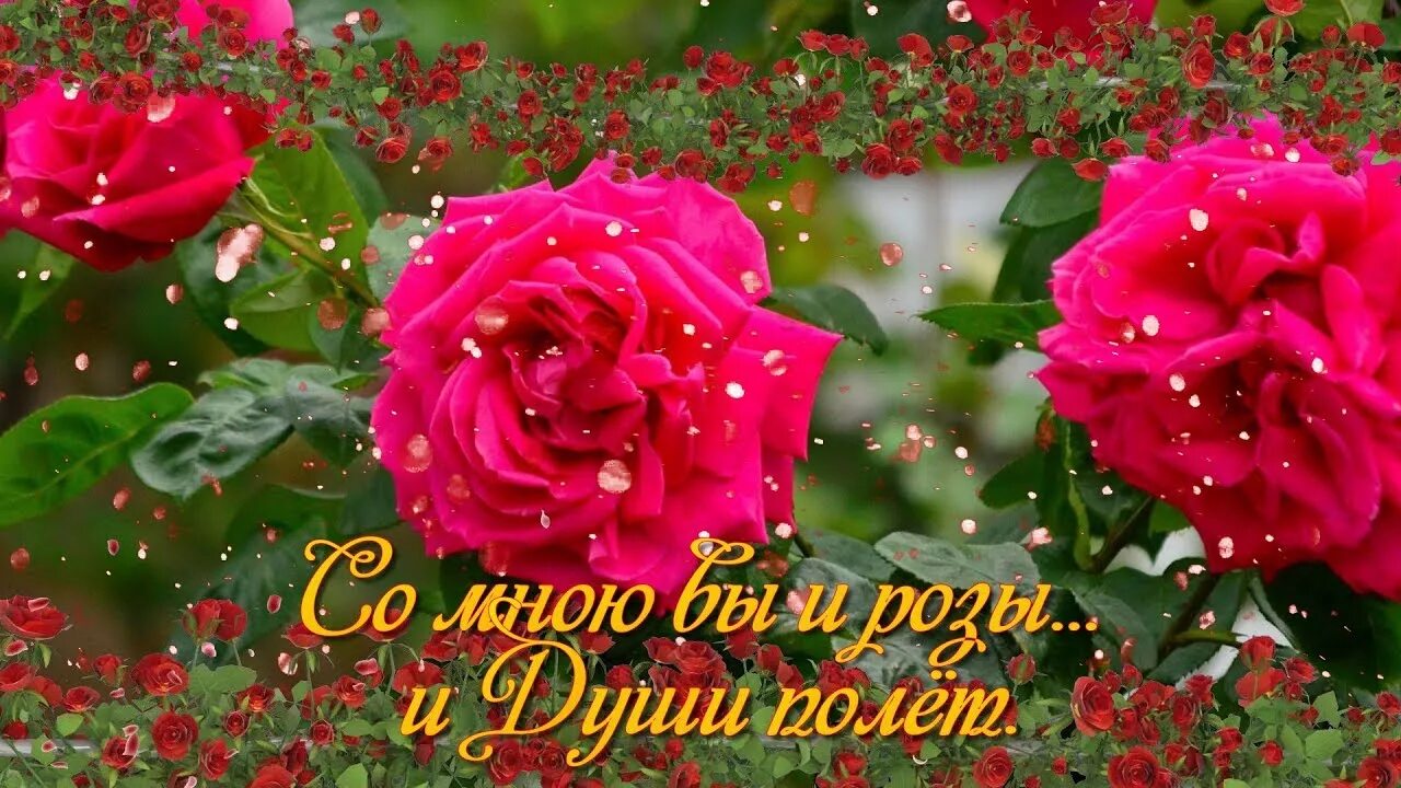 Роза весной стих. Я покажу вас розам. Храм розы. Терпение приносит розы. Пройдёмте в сад я покажу вас розам.