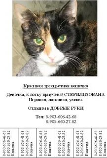 Текст отдам котят