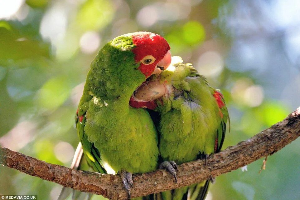 The love birds. Попугаи неразлучники какаду. Varmila lovebirds. The love birds. Красивые голуби.