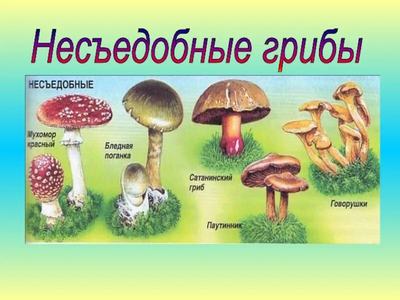 Назови 3 гриба. Съедобные и несъедобные грибы картинки с описанием. Съедобные грибы и несъедобные грибы 2 класс окружающий мир. Несъедобные грибы 2 класс окружающий мир. Съедобные и несъедобные грибы названия 2 класс.