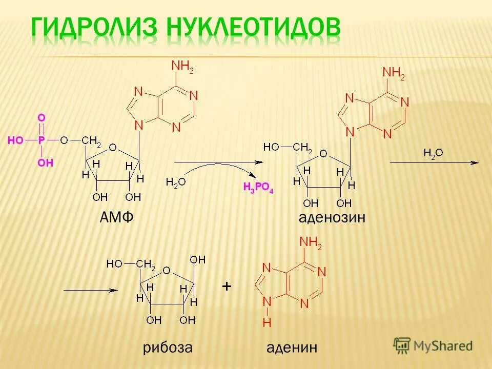 строение аденилового дезоксирибонуклеотида. 5 нуклеотидов. ангидридная связь в атф. строение нуклеотидов днк пентоза. 5 нуклеотидов.