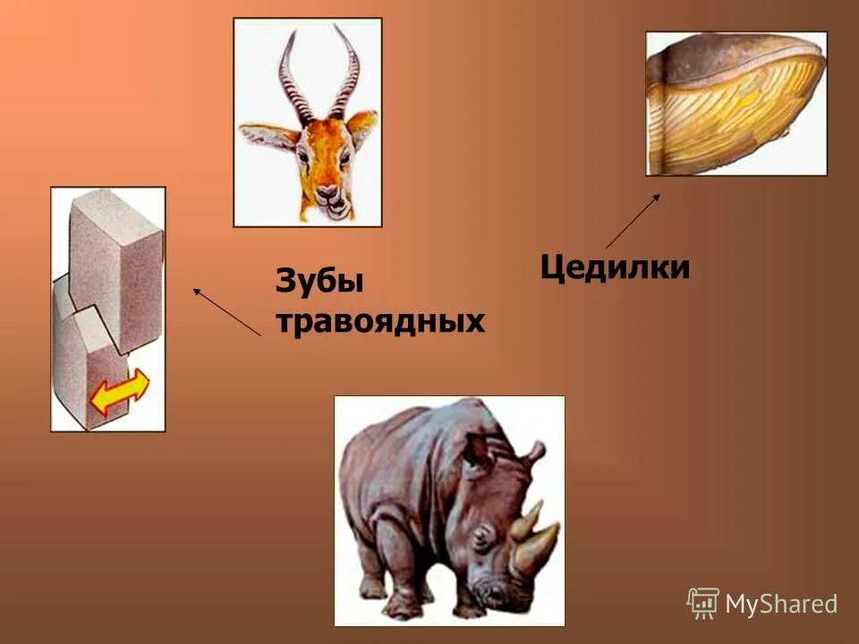 Строго травоядный человек. Глаза хищника и травоядного. Глаза травоядных. Зрачки хищников и травоядных. Расположение глаз у хищников и травоядных.